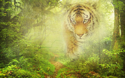    Тигр в джунглях