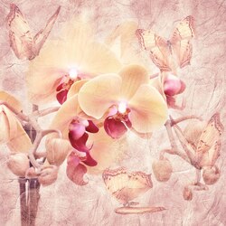    Нежные орхидеи