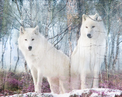    Белоснежные волки