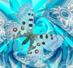    Синяя бабочка