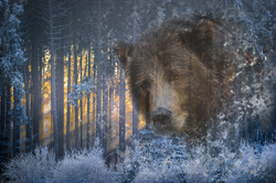    Взгляд медведя