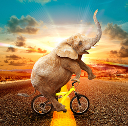    Слон на велосипеде