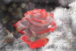    Красная роза