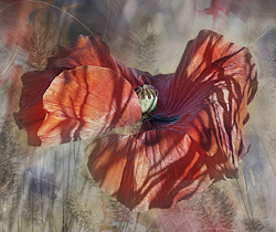 Мак на поле