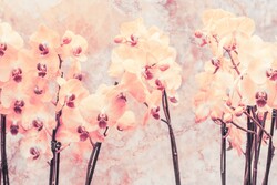    Нежные орхидеи