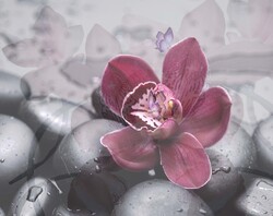    Орхидея на камнях
