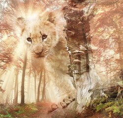    Львенок в лучах солнца