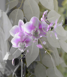    Цветущая орхидея