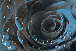    Цифровая роза