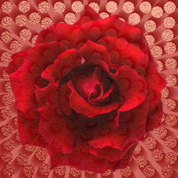    Красная роза