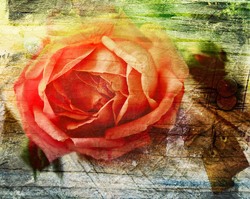    Красочная роза