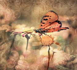    Бабочка на поляне цветов