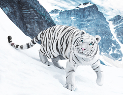    Тигр в горах
