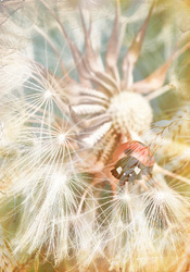    Одуванчик с божьей коровкой