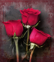    Букет красных роз