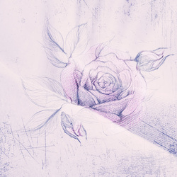 Розовая роза