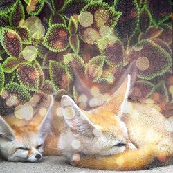    Спящие лисички