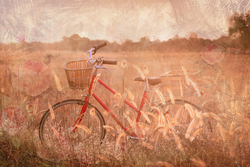    Велосипед в поле
