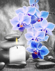   Голубые орхидеи