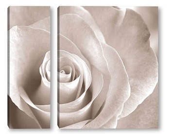 Модульная картина Роза – царица цветов