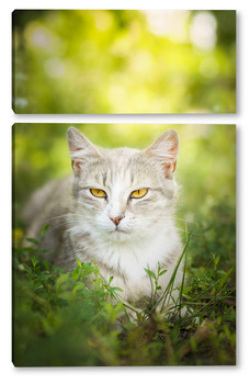 Модульная картина Серая полосатая кошка гуляет на поводке по зеленой траве на открытом воздухе..