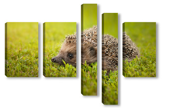 Модульная картина Hedgehog on the grass..	