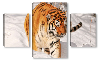 Модульная картина Тигры 40808