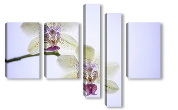 Модульная картина Порхающие цветы- бабочки