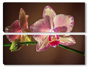 Модульная картина Орхидея фаленопсис Маленькая Каролина