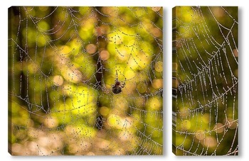 Модульная картина Изображение большой паутины с каплями росы  с пауком 