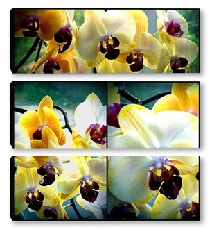 Модульная картина Коллаж. Орхидеи