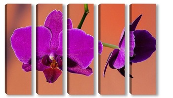 Модульная картина орхидея 