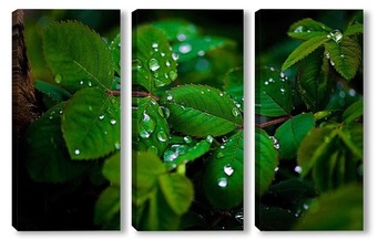 Модульная картина Листья клубники после дождя