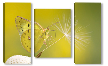 Модульная картина Бабочка на семени одуванчика