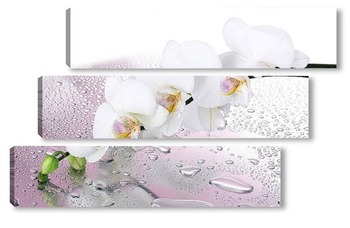 Модульная картина "Нежный цветок на влажной поверхности".