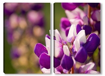 Модульная картина Люпин