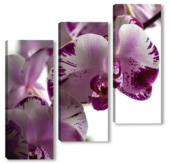 Модульная картина Орхидея доритинопсис Жемчужина Тейды