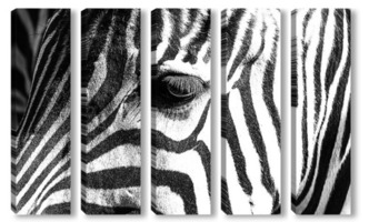 Модульная картина Полосатая зебра