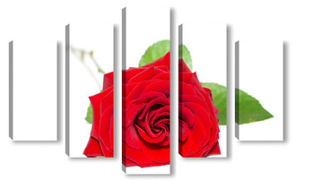 Модульная картина красная роза, выделенная на белом фоне