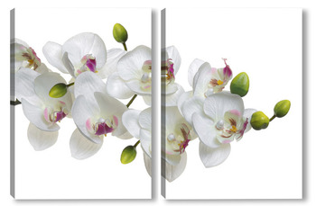 Модульная картина "Дикая орхидея 41".