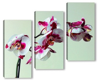 Модульная картина Белая орхидея