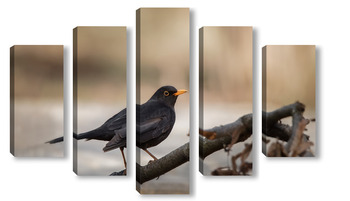 Модульная картина Blackbird (Turdus Merula) singing in a tree