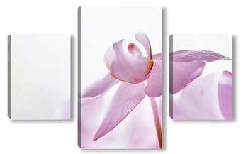 Модульная картина Нежные орхидеи 1