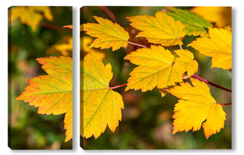 Модульная картина Осенний кленовый лист
