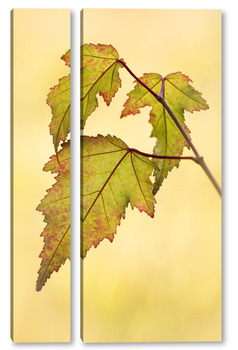 Модульная картина Красивые осенние листья