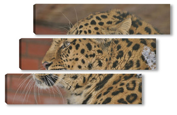 Модульная картина леопард