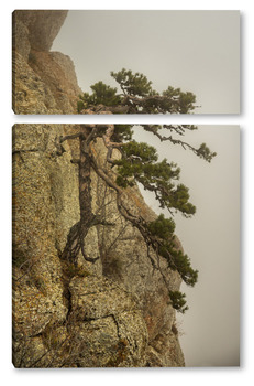 Модульная картина Сосна на скале