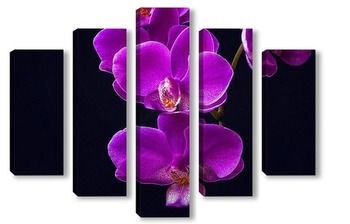 Модульная картина Ветка орхидеи на черном фоне