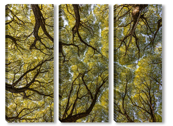 Модульная картина Кроны деревьев в лесу