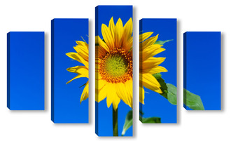 Модульная картина Beautiful landscape with sunflower field over blue sky. Nature concept..	